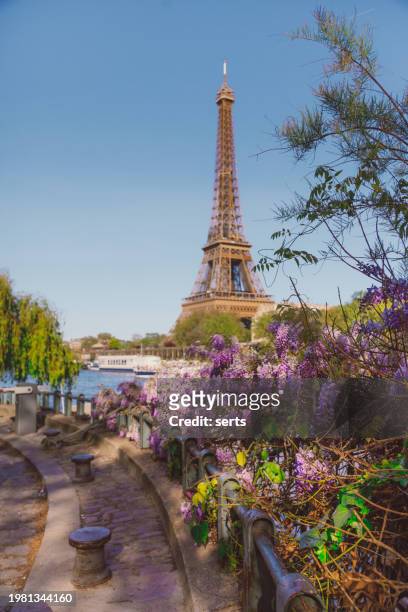 framed by wisteria blossoms: eiffel tower and seine river view on a sunny spring day in paris, france - eiffel tower restaurant stock pictures, royalty-free photos & images