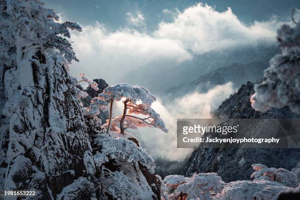 snow-covered pine trees at sunrise at huangshan scenic area, huangshan city, anhui province, china during the winter. - huangshan mountain range anhui province china stock pictures, royalty-free photos & images