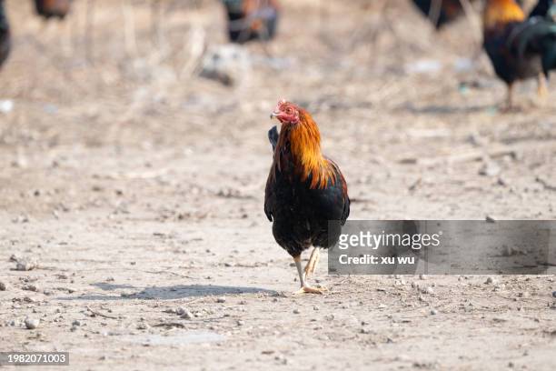 a walking rooster - rooster crowing stock pictures, royalty-free photos & images