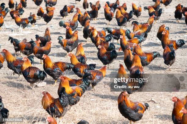 a group of roosters on a farm - rooster crowing stock pictures, royalty-free photos & images