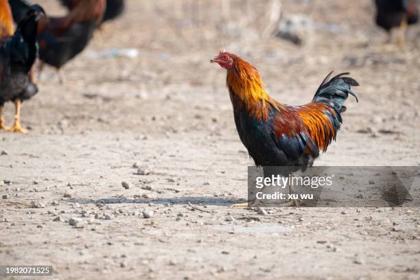 a walking rooster - rooster crowing stock pictures, royalty-free photos & images