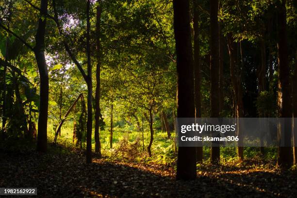 scenic beauty of sunset  agricultural fields: capturing the essence of golden hour in rural landscape - 岩手山 ストックフォトと画像