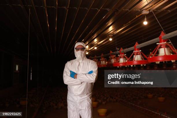 portrait of a man in a  white safety suit with arms crossed working on a poultry chicken farm - rooster crowing stock pictures, royalty-free photos & images