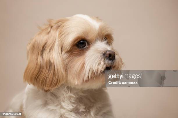 cute small dog studio portrait. shih tzu and maltese mix - shih tzu stock pictures, royalty-free photos & images