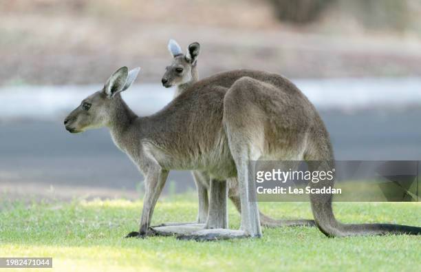 kangaroo and joey - joey kangaroo photos et images de collection