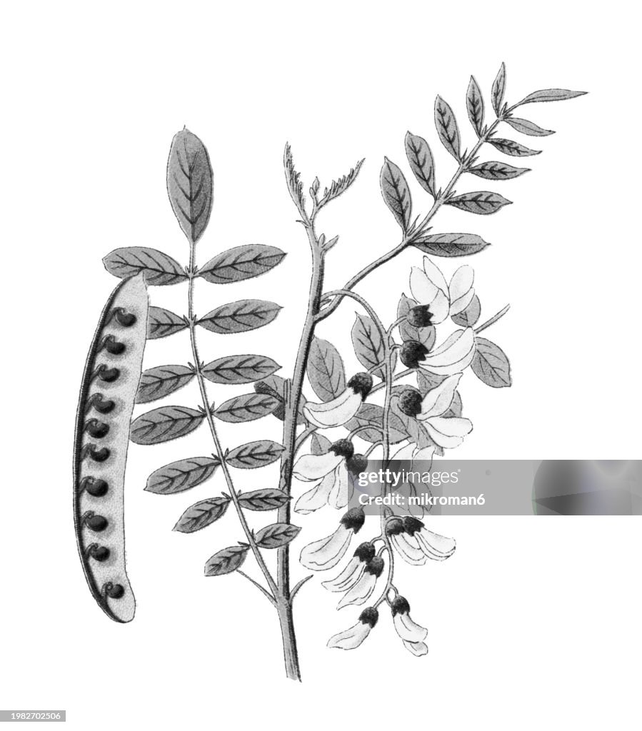 Old chromolithograph illustration of Botany, black locust (Robinia pseudoacacia) a medium-sized hardwood deciduous tree, belonging to the tribe Robinieae of the legume family Fabaceae