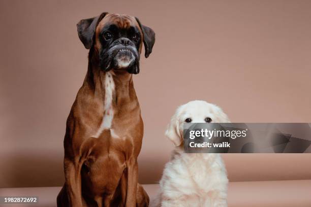 cute golden retriever puppy sitting next to mature boxer dog. - pure bred dog stock pictures, royalty-free photos & images