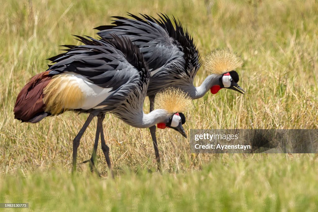 Gray Crowned Crane Feeding in Amboseli NP