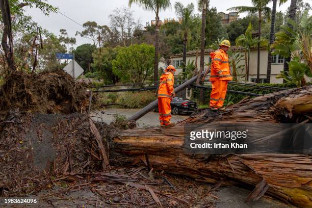 Due to heavy rains a large eucalyptus tree fell, taking down some power lines in the Brentwood area today, resulting in an outage and blocking road...