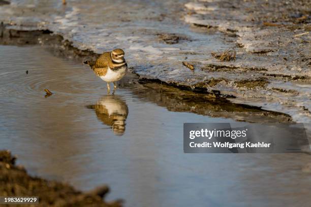 Killdeer , a large plover, looking for food along the icy edge of a small creek at Lake Washington at Juanita Bay Park, Kirkland, Washington State,...