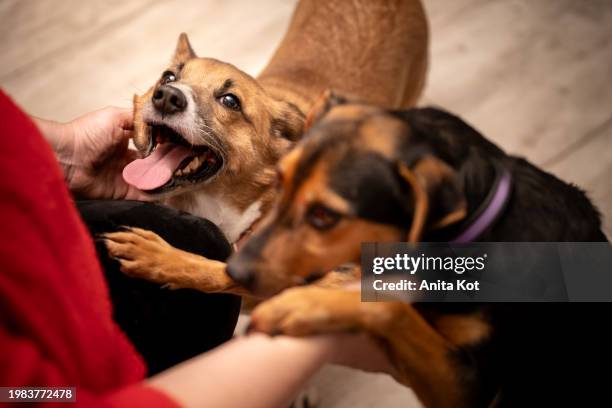 two dogs in the house demand caresses - anita stock pictures, royalty-free photos & images