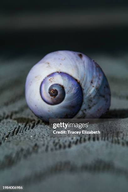Purple Shell Photos and Premium High Res Pictures - Getty Images