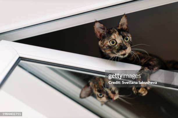 adolescent stray cat turned housecat perched atop door with mirror - tortoise shell stock pictures, royalty-free photos & images