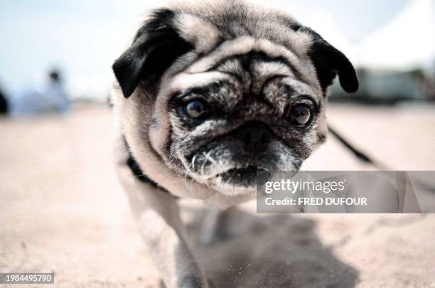 Dog poses as Lucy the thespian pooch, a cross between a hunting dog and a retriever has been awarded with the Palm Dog, the Cannes's unofficial...