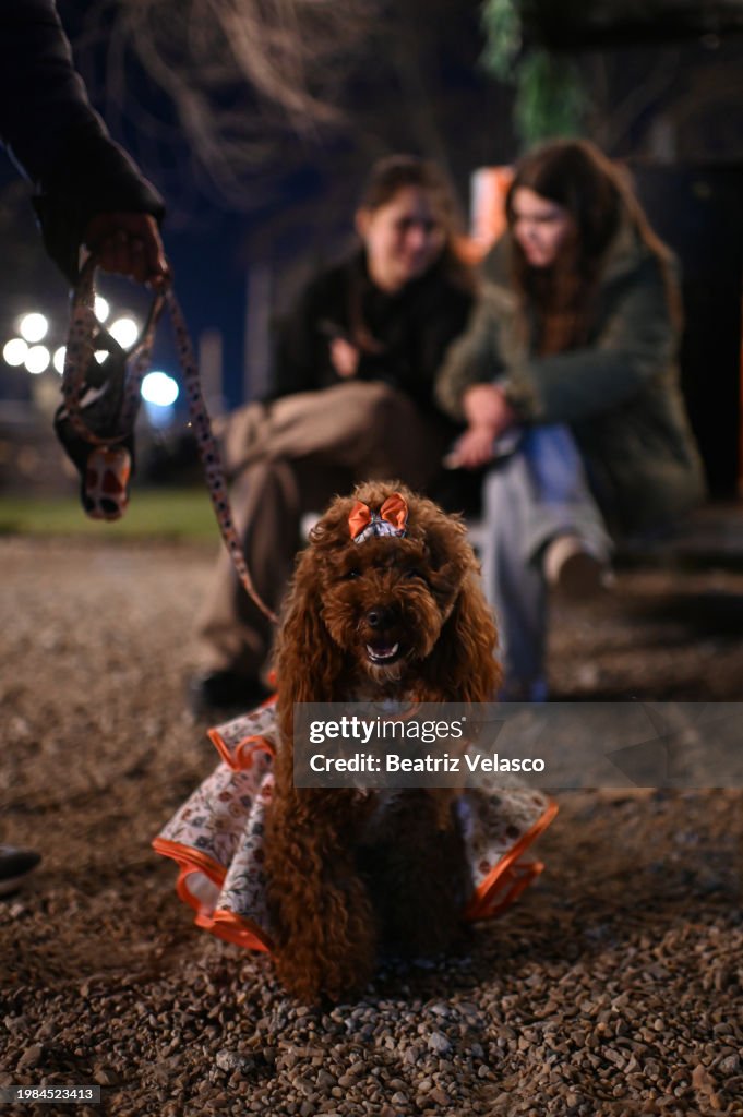 Las Vegas Style Canine Weddings In Madrid