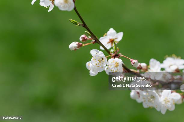 branches of blossoming cherry and bee macro with soft focus on blue background. - aprikosenbaum stock-fotos und bilder