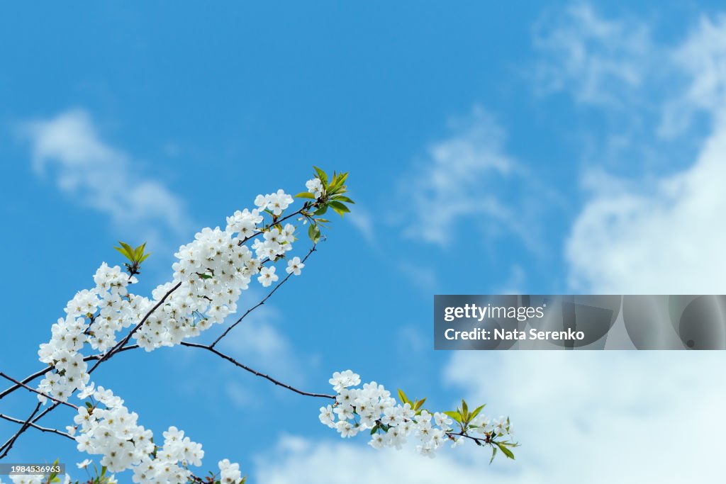 Easter and spring greeting cards. Springtime. Branches of blossoming cherry macro with soft focus background.