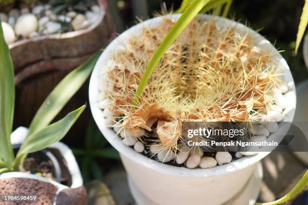 dry echinocactus grusonii castus - grusonii stock pictures, royalty-free photos & images