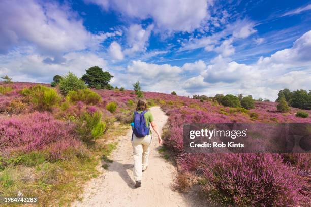 woman walking on the posbank ( herikhuizerveld ) through blooming heather - posbank stockfoto's en -beelden