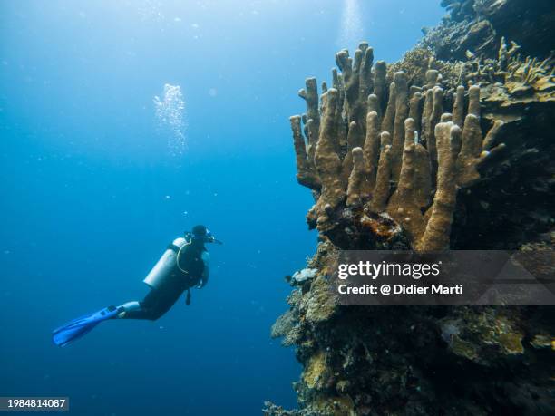 diver admiring pillar coral in indonesia - didier marti stock pictures, royalty-free photos & images