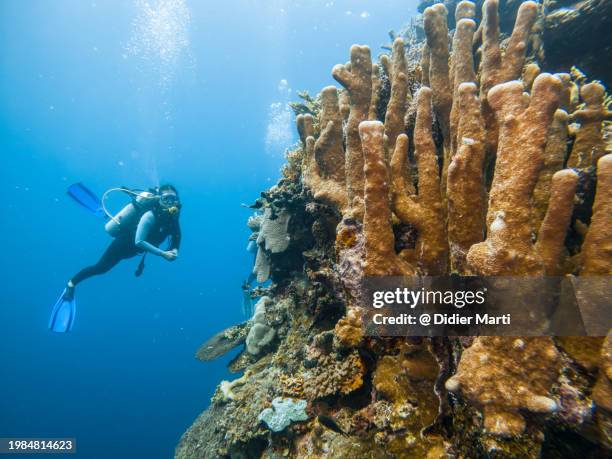 diver admiring pillar coral in indonesia - pillar coral stock pictures, royalty-free photos & images