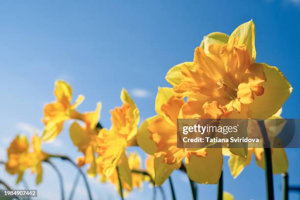 beautiful double layered yellow daffodil close up on green - fiesta nacional fotografías e imágenes de stock