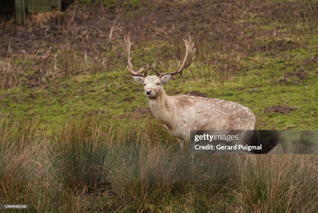 Male deer / stag standing on grass and looking out