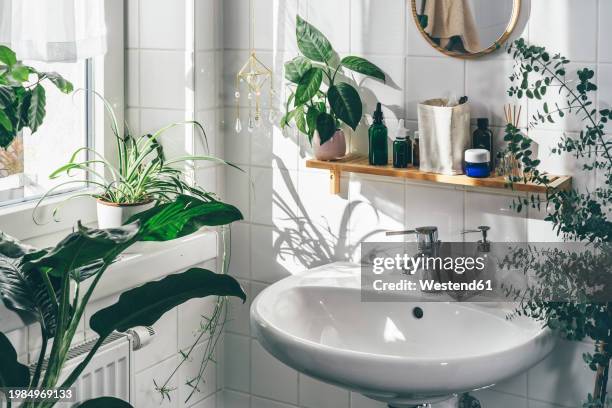 sink near plants in white bathroom - deko bad stock-fotos und bilder