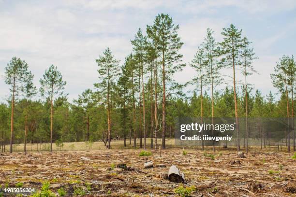 forest edge - grove stock pictures, royalty-free photos & images