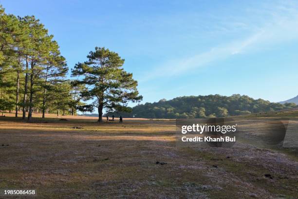 bright sunbeam in the fresh pine woodland in sunrise - the hills golf club stock pictures, royalty-free photos & images