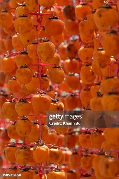399 Japanese Persimmon Tree Stock Photos, High-Res Pictures, and Images ...