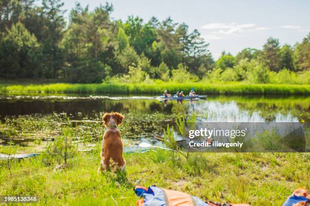 hunting dog. breton epañol breed - hound stock pictures, royalty-free photos & images