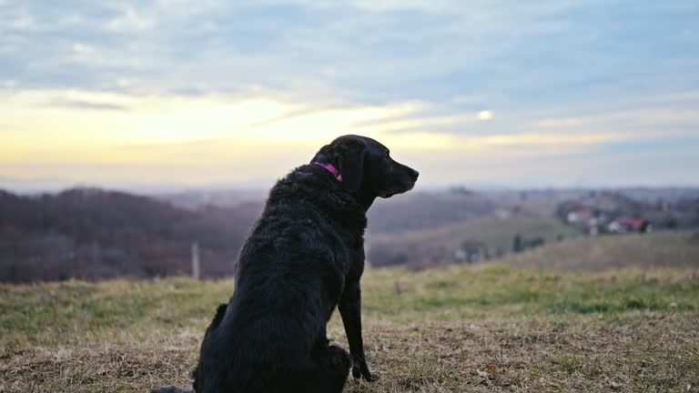 Labrador Views 73 Labrador Sitting Back Stock Videos, Footage, & 4K Video Clips ...