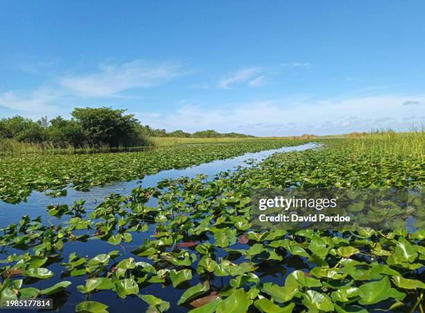 everglades national park - everglades nationalpark stock-fotos und bilder
