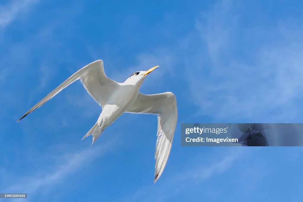Low angle view of a White-fronted Tern (Sterna striata) in flight, Australia