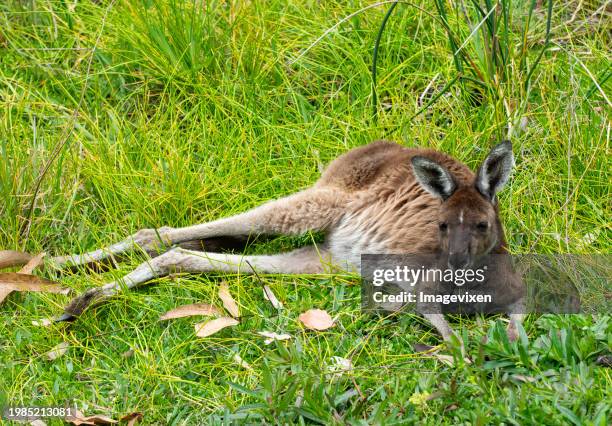 australian kangaroo lying in long grass, australia - team sport australia stock pictures, royalty-free photos & images