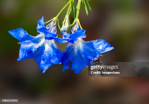 Close-up of a bee pollinating a Lechenaultia flower, Australia