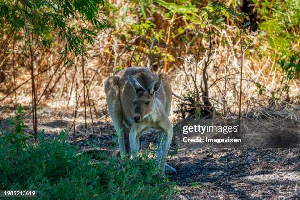 close-up of an australian kangaroo standing in the shade sheltering from the heat, australia - team sport australia stock pictures, royalty-free photos & images