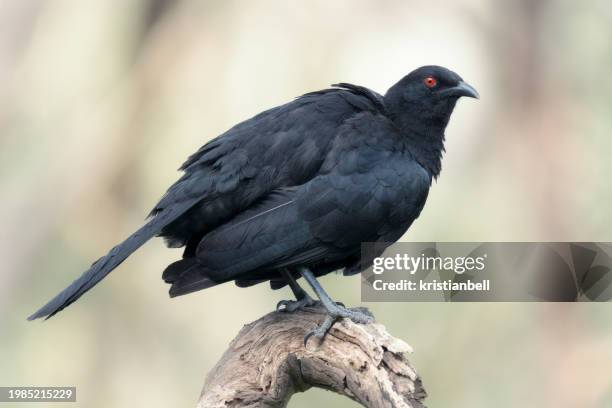 australian white-winged chough (corcorax melanorhamphos) perched on a branch ruffling its feathers, melbourne, victoria, australia - ruffling stock pictures, royalty-free photos & images