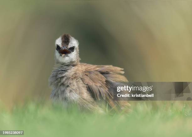 portrait of a yellow-vented bulbul (pycnonotus goiavier) bird with ruffled feathers, thailand - ruffling stock pictures, royalty-free photos & images