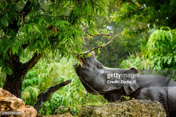 rhino eating leaves from low branches in heavy rain - wildlife conservation stock pictures, royalty-free photos & images