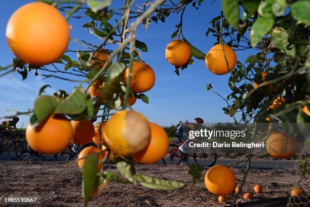 General view of Sam Oomen of The Netherlands and Team Lidl - Trek and the peloton competing through a tangerines field during the 75th Volta a la...
