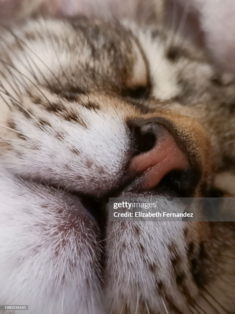 Close-up of a tabby cat's muzzle