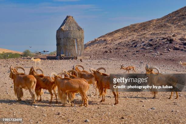 barbary sheep - arabian wildlife park - sir bani yas island, abu dhabi, united arab emirates - casalinga stockfoto's en -beelden