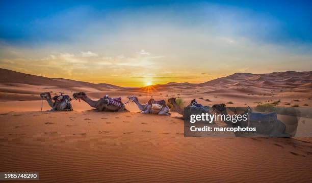 coucher de soleil sur les dunes et les chameaux du désert de merzouga au maroc. - maroc photos et images de collection