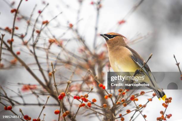 cedar waxwing, (bombycilla cedrorum), ampelis americano, jaseur d'amérique. - cedar branch stock pictures, royalty-free photos & images