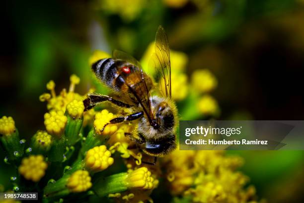 flowers and bee. - biodiversität stock-fotos und bilder