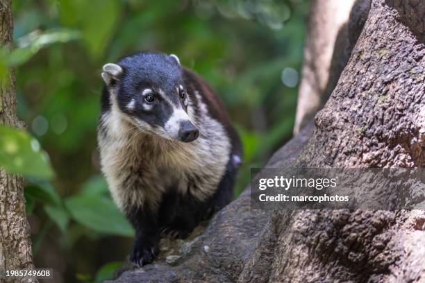 white-nosed coati or coatimundi, (nasua narica), coatí de nariz blanca, pizote, coati à nez blanc ou coati brun. - white nosed coati stock pictures, royalty-free photos & images