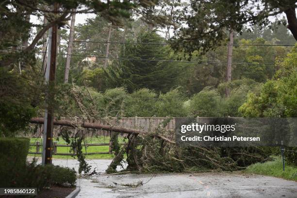 Fallen tree is seen during the delayed final round start the AT&T Pebble Beach Pro-Am at Pebble Beach Golf Links on February 04, 2024 in Pebble...