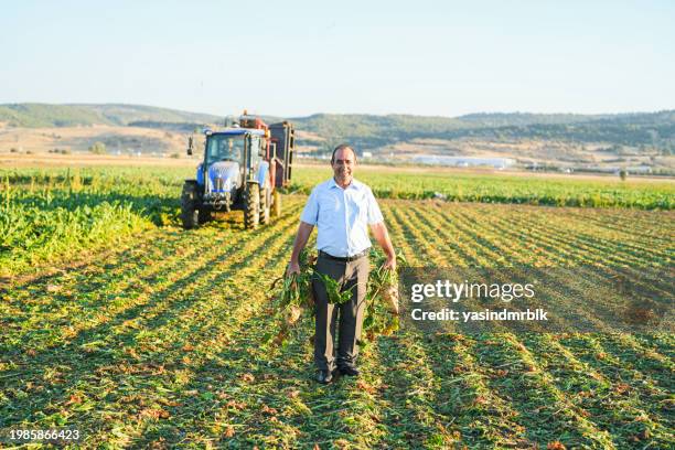 the senior farmer is harvesting sugar beets with a tractor in a sugar beet field on agricultural land, holding a sugar beet in hand - suikerbieten stockfoto's en -beelden